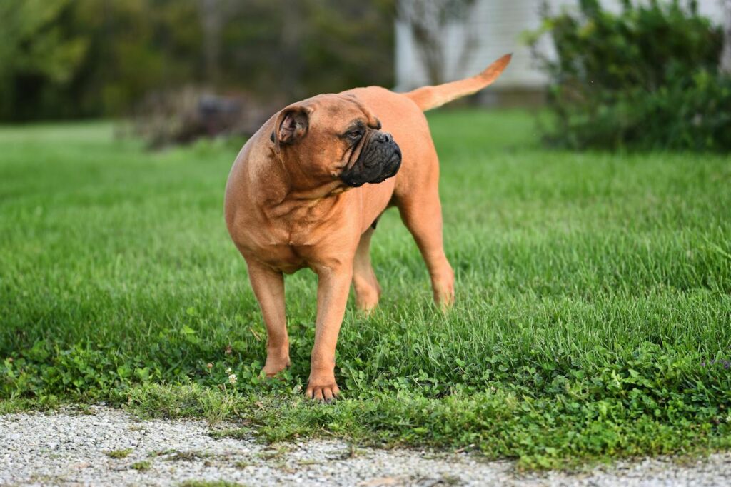 Bullmastiff