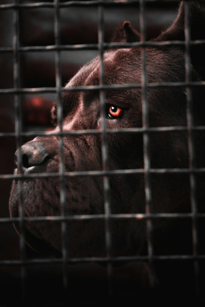 Cane Corso