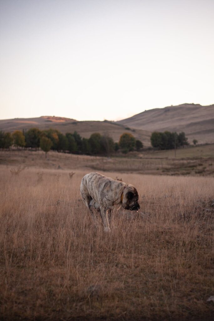 English Mastiff