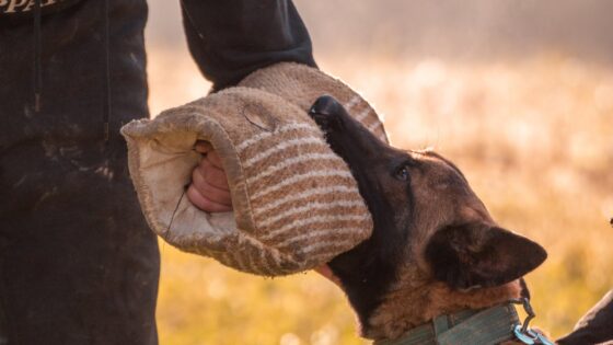 Guard-Dog-Training-Essentials