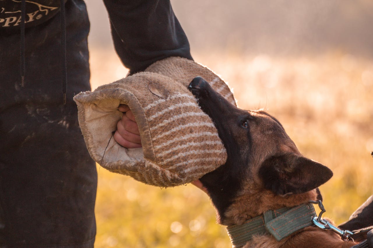 Guard-Dog-Training-Essentials