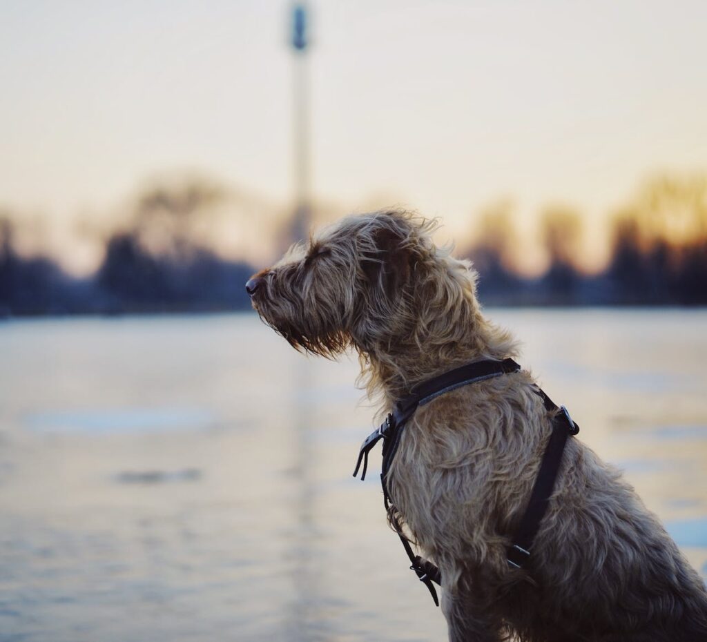 Irish Wolfhound