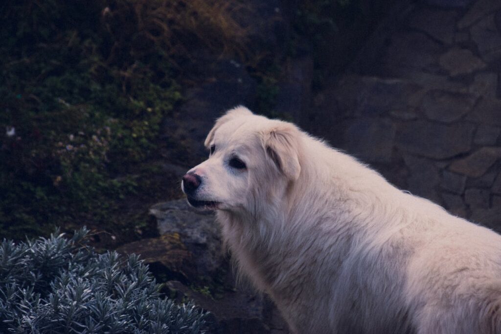 Maremma Sheepdog: best guard dog breeds