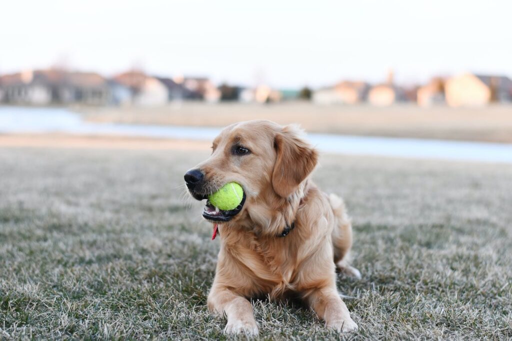 Most Popular Dog Breeds