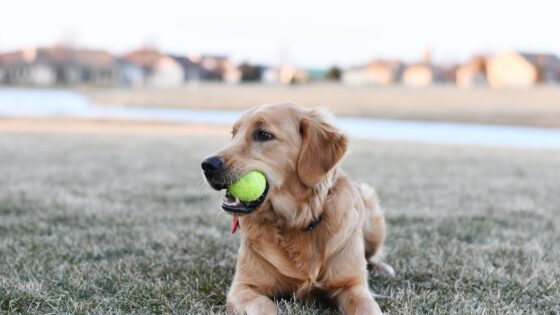 Most-Popular-Dog-Breeds