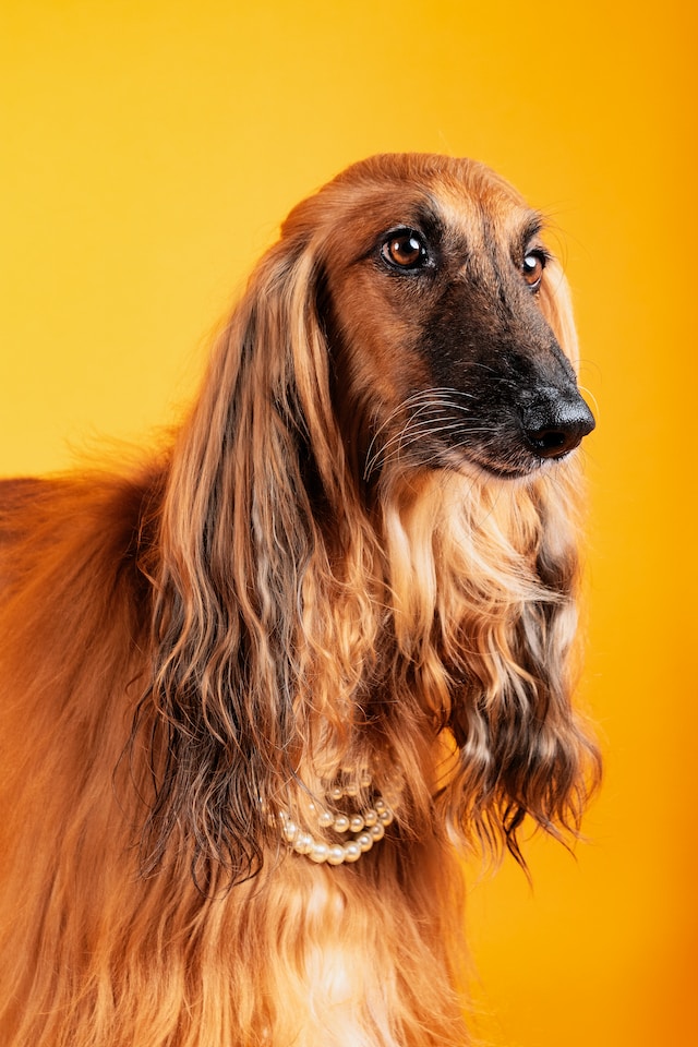 Afghan Hound