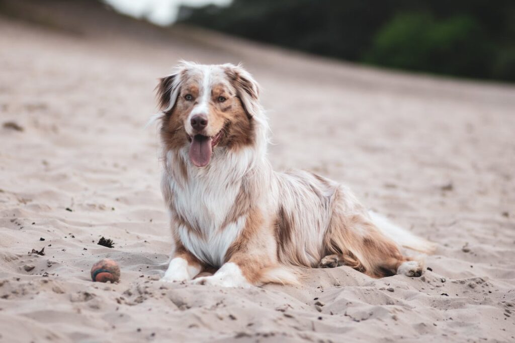 Australian Shepherd: which dog breeds live the longest