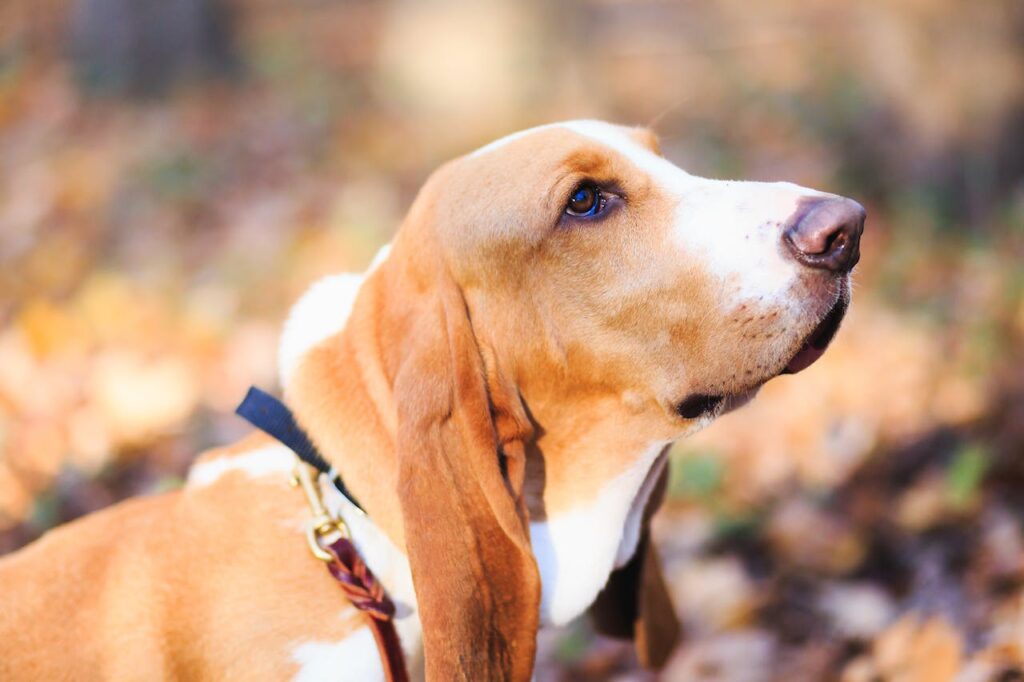 Basset Hound - Dumbest Dog Breeds