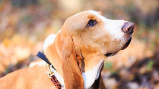 Basset Hound - Dumbest Dog Breeds