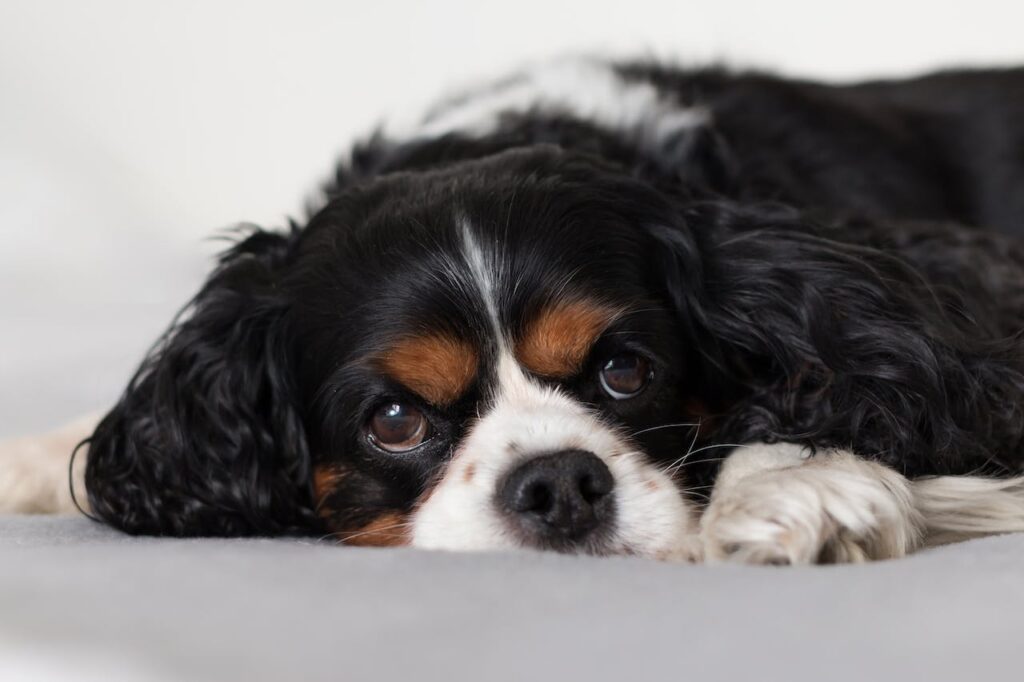 Cavalier King Charles Spaniel