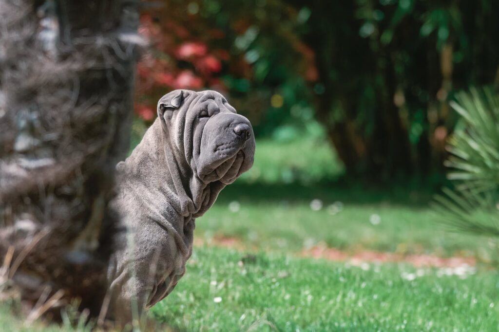 Chinese Dog Breeds