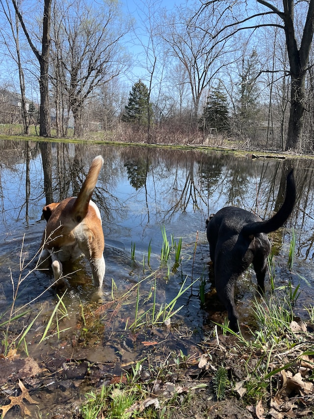 Coonhound