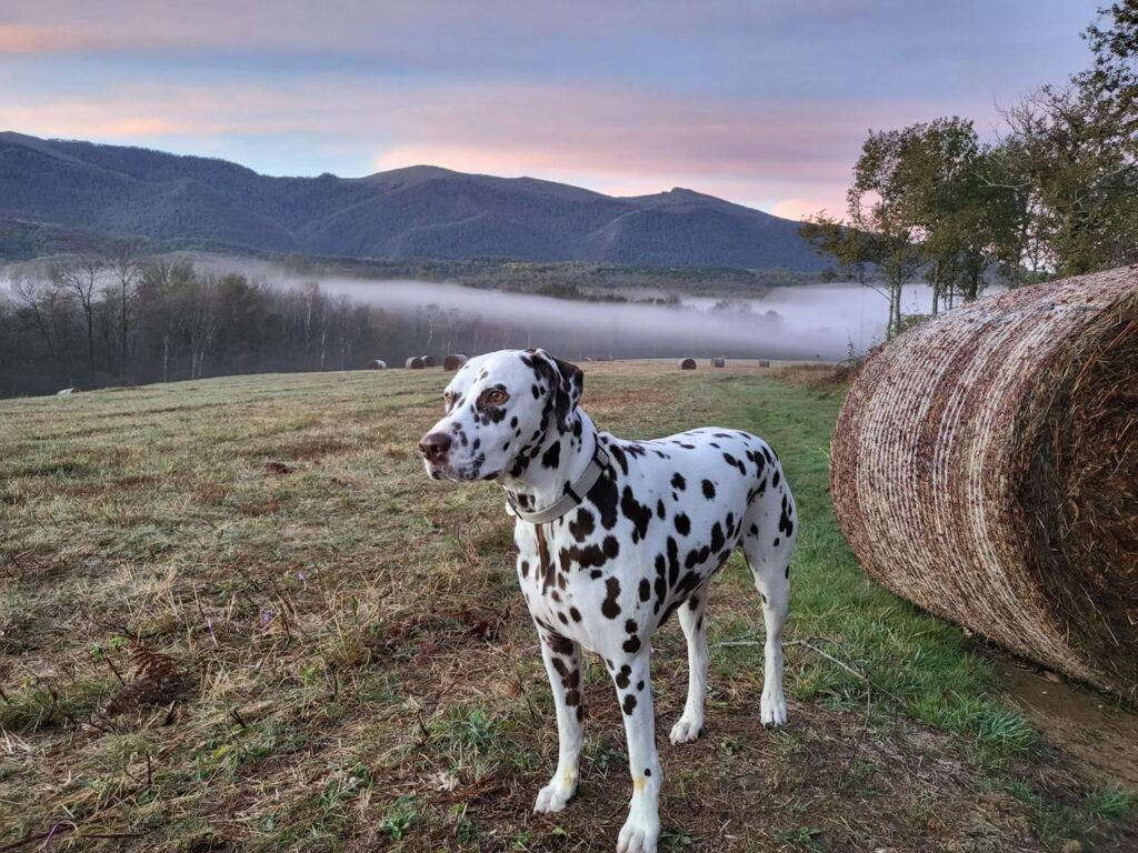 Dalmatian