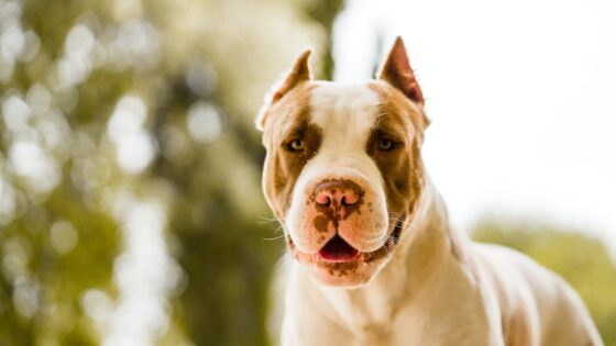 Discover the ultimate guide to Pitbull puppies