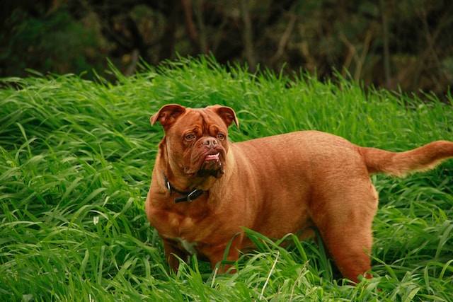 Dogue de Bordeaux: Most Expensive Dog Breeds