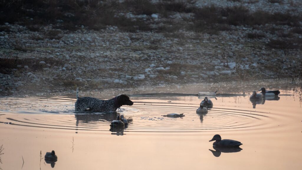 Hunting dog breeds