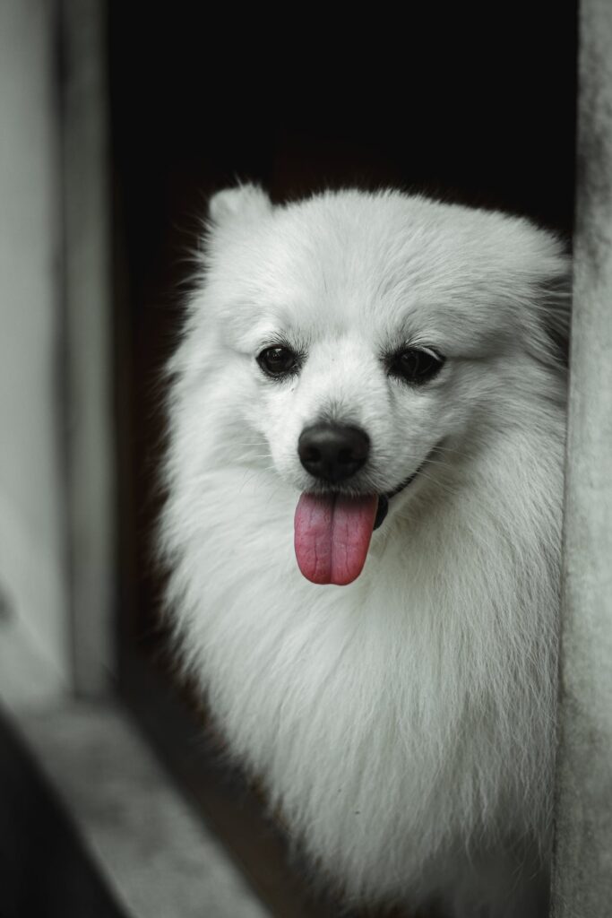 Japanese Spitz: Japanese dog breeds