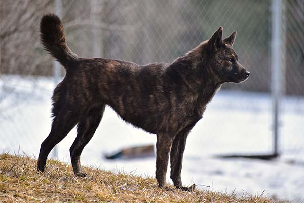 Kai Ken: Japanese dog breeds