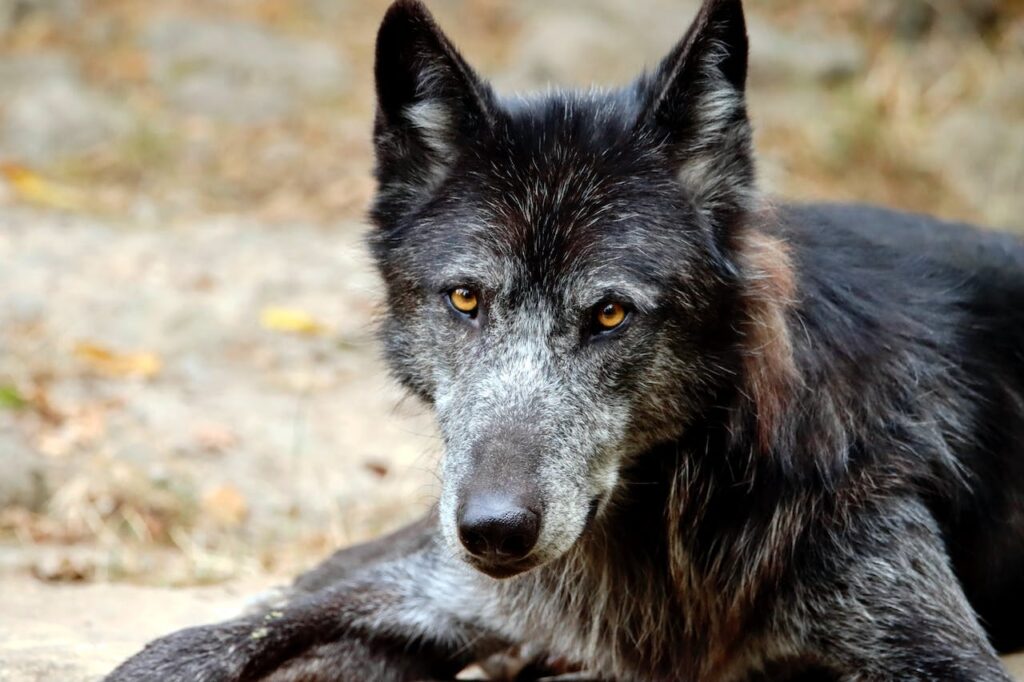 Kunming Wolfdog - Chinese Dog Breeds