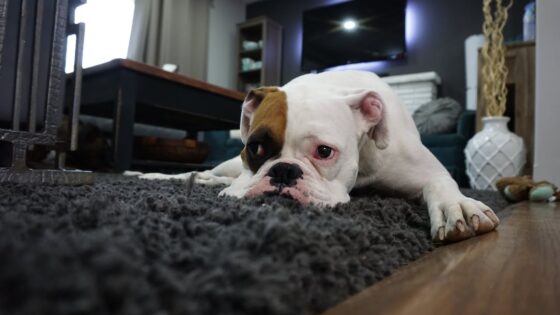 laziest dog breeds