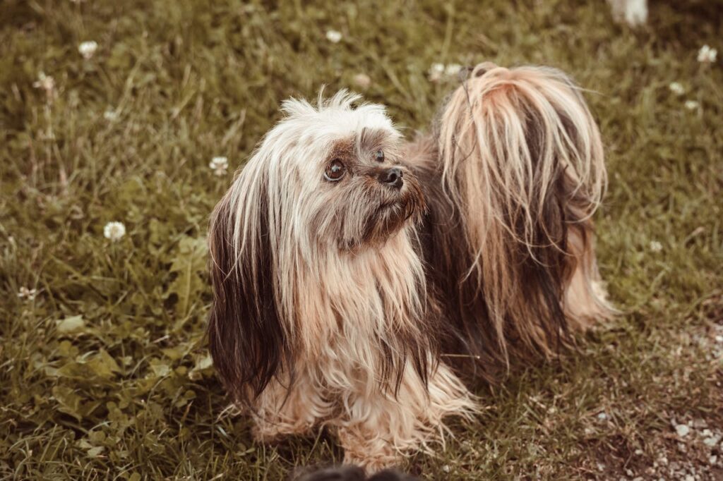 Lhasa Apso - Chinese Dog Breeds