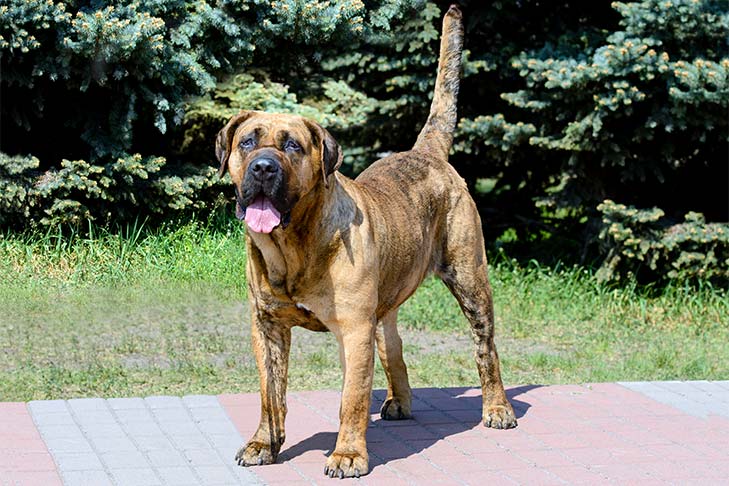 Presa Canario