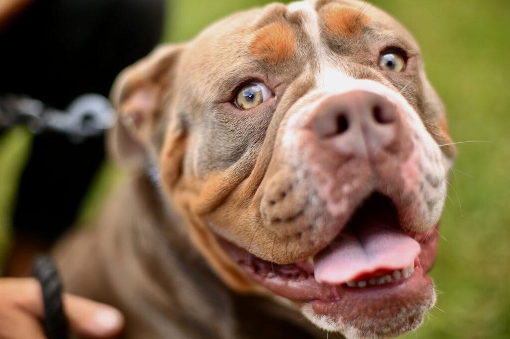 Pitbull Puppies