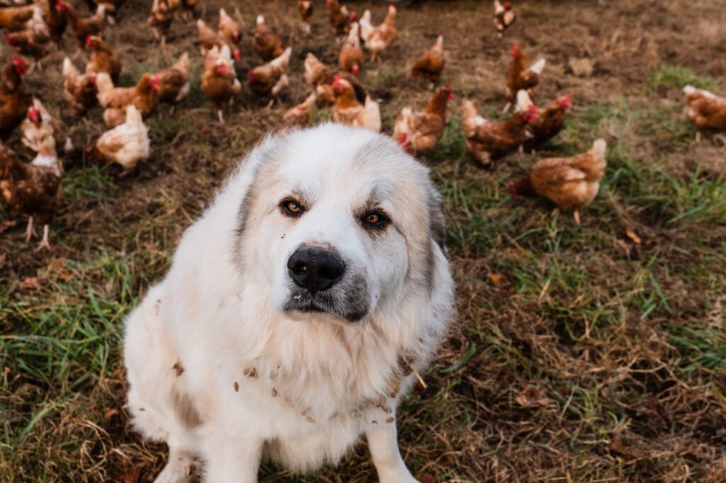 Pyrenean Mastiff | French dog breeds