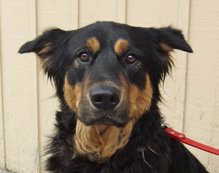 Rottweiler German Shepherd Mix