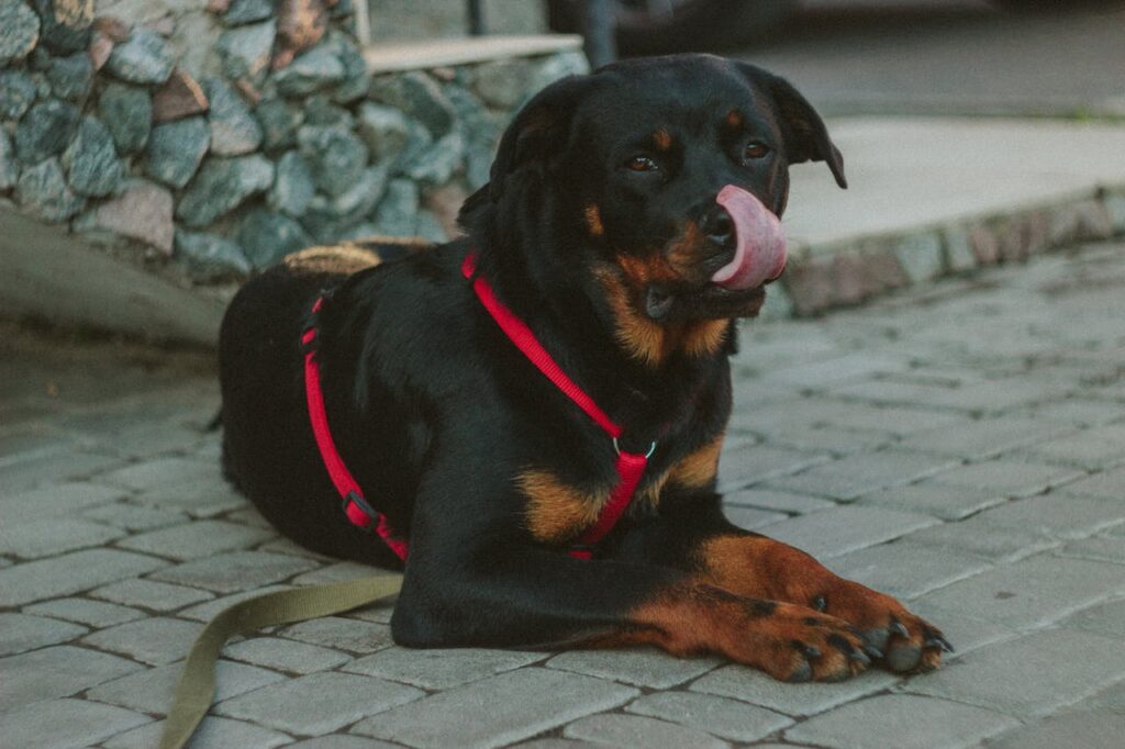 Rottweiler Puppies