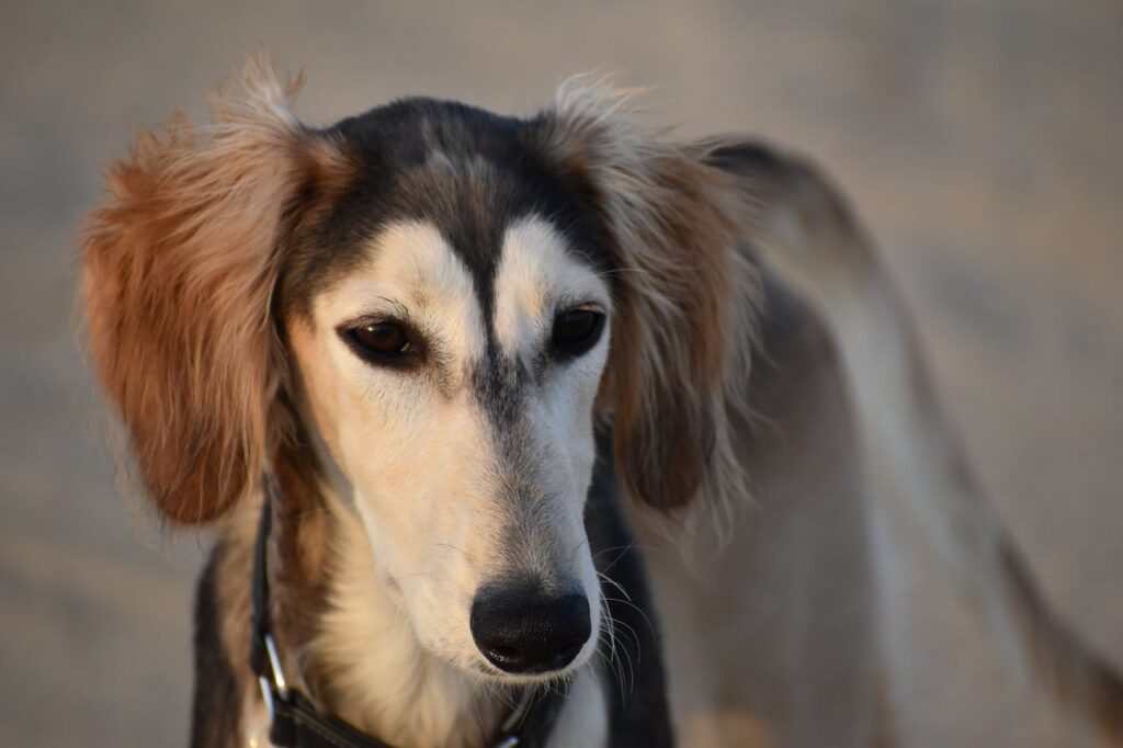 Saluki: Most Expensive Dog Breeds