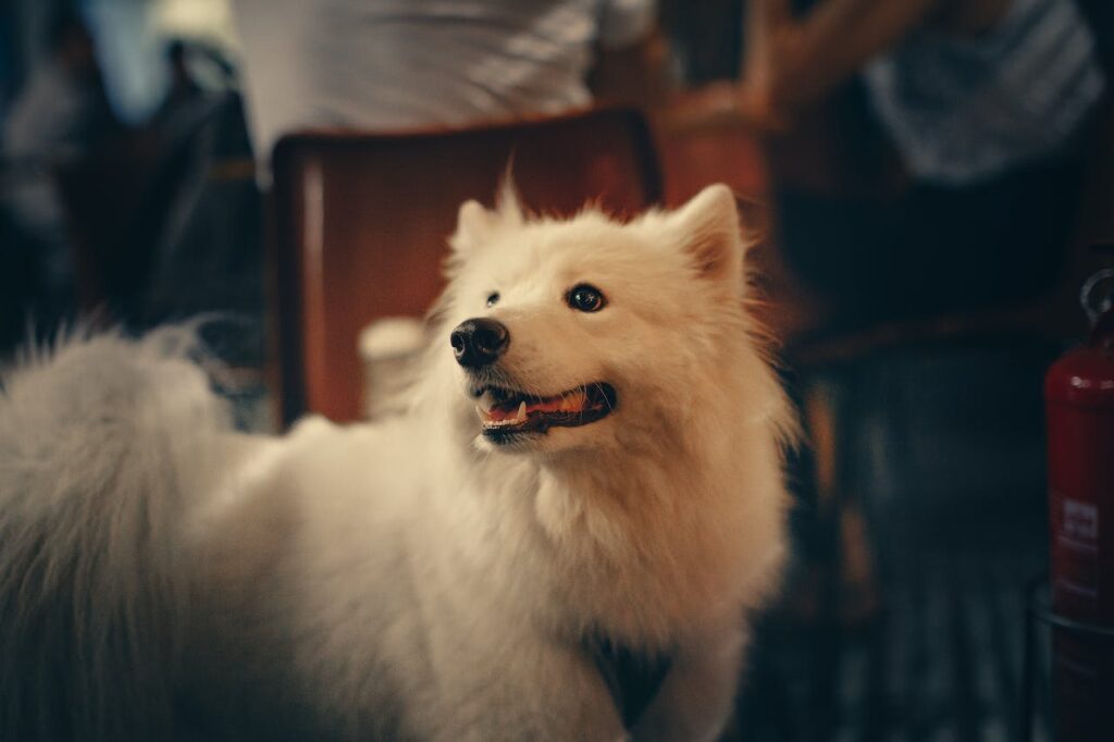 Samoyed