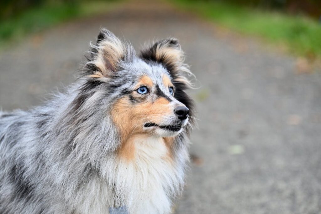 Shetland Sheepdog