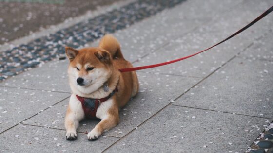 Shiba Inu