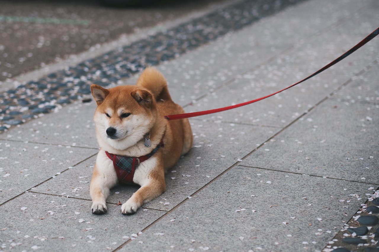 Shiba Inu