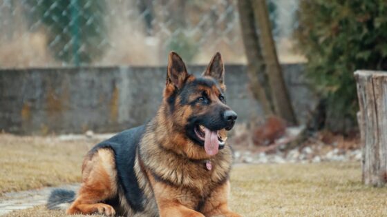 The ultimate guide to German Shepherd puppies