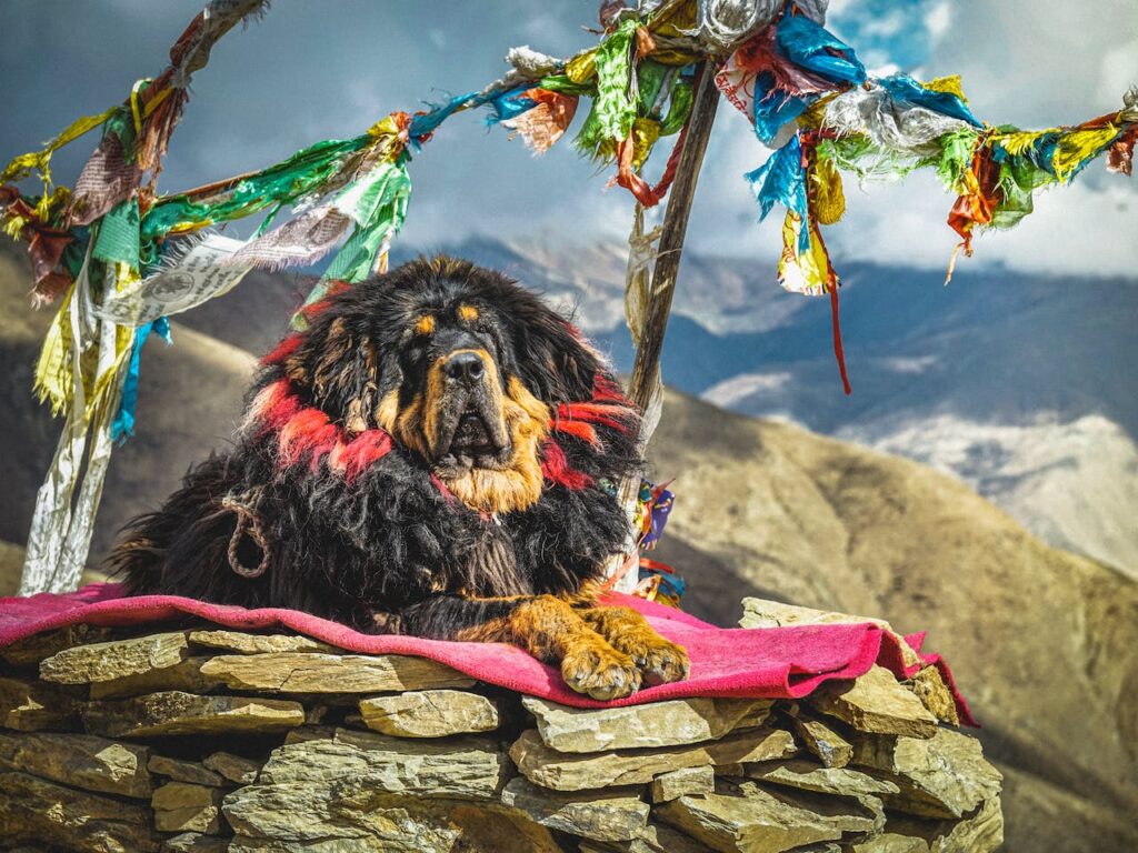 Tibetan Mastiff : Chinese Dog Breeds