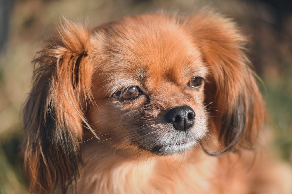 Tibetan Spaniel - Chinese Dog Breed