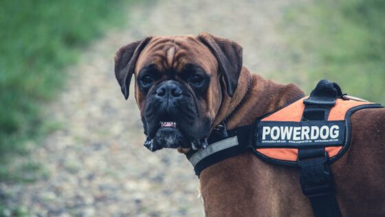 Guard Dog Body Armour Basics: Top Guard Dog Vests