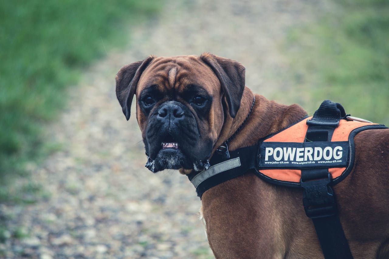 Guard Dog Body Armour Basics: Top Guard Dog Vests