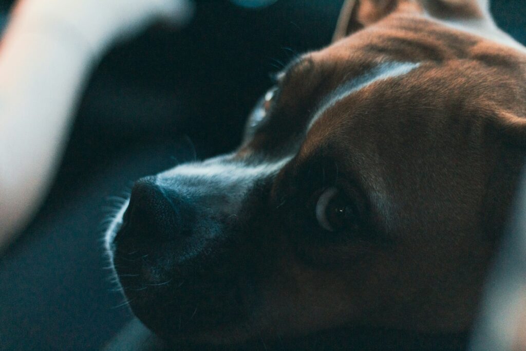 Boxer Puppies