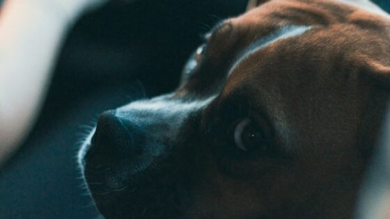 Boxer Puppies