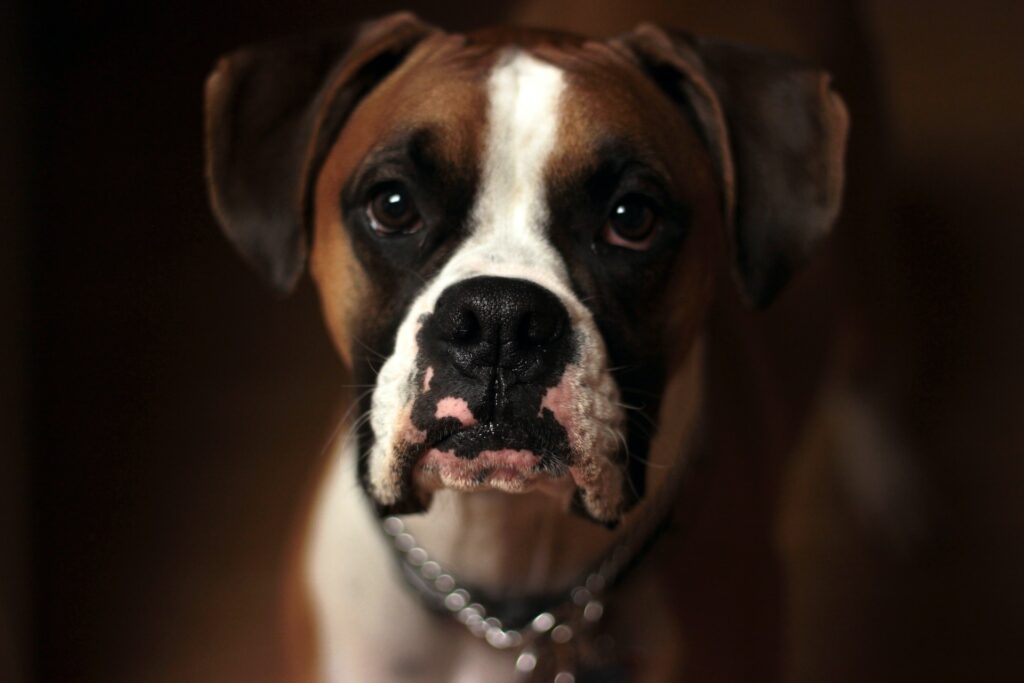 Boxer Puppies II