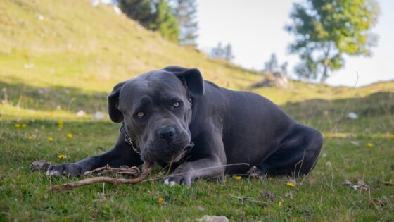 Cane Corso puppies