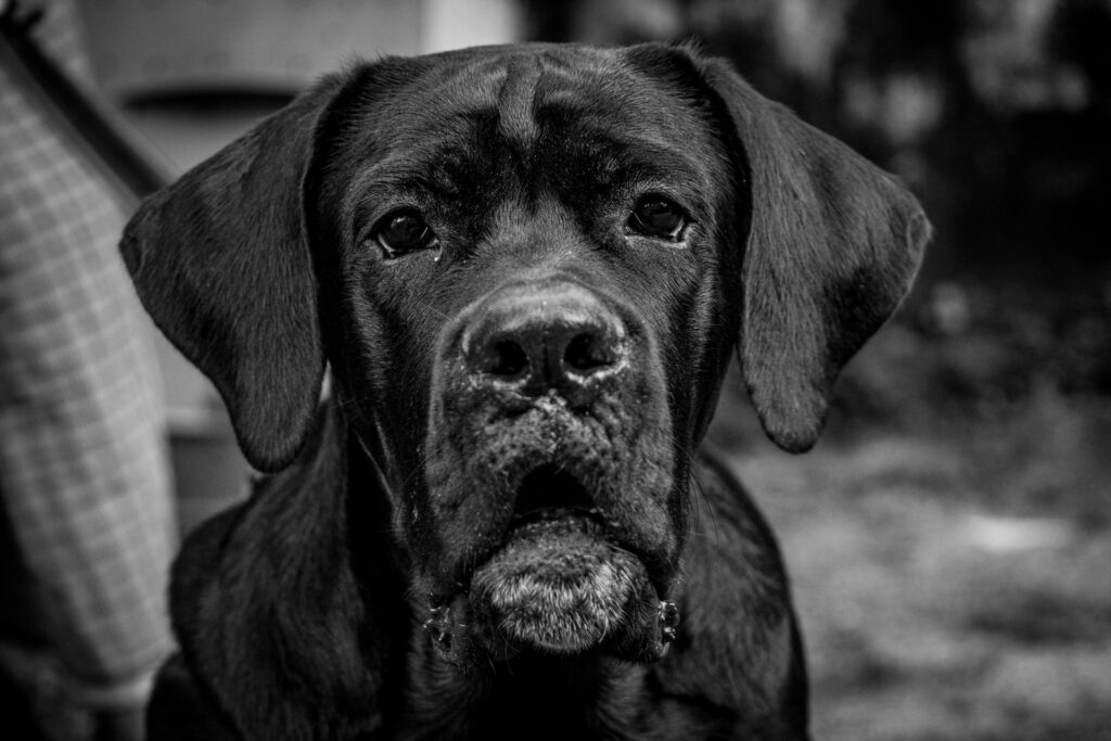 Cane Corso puppies