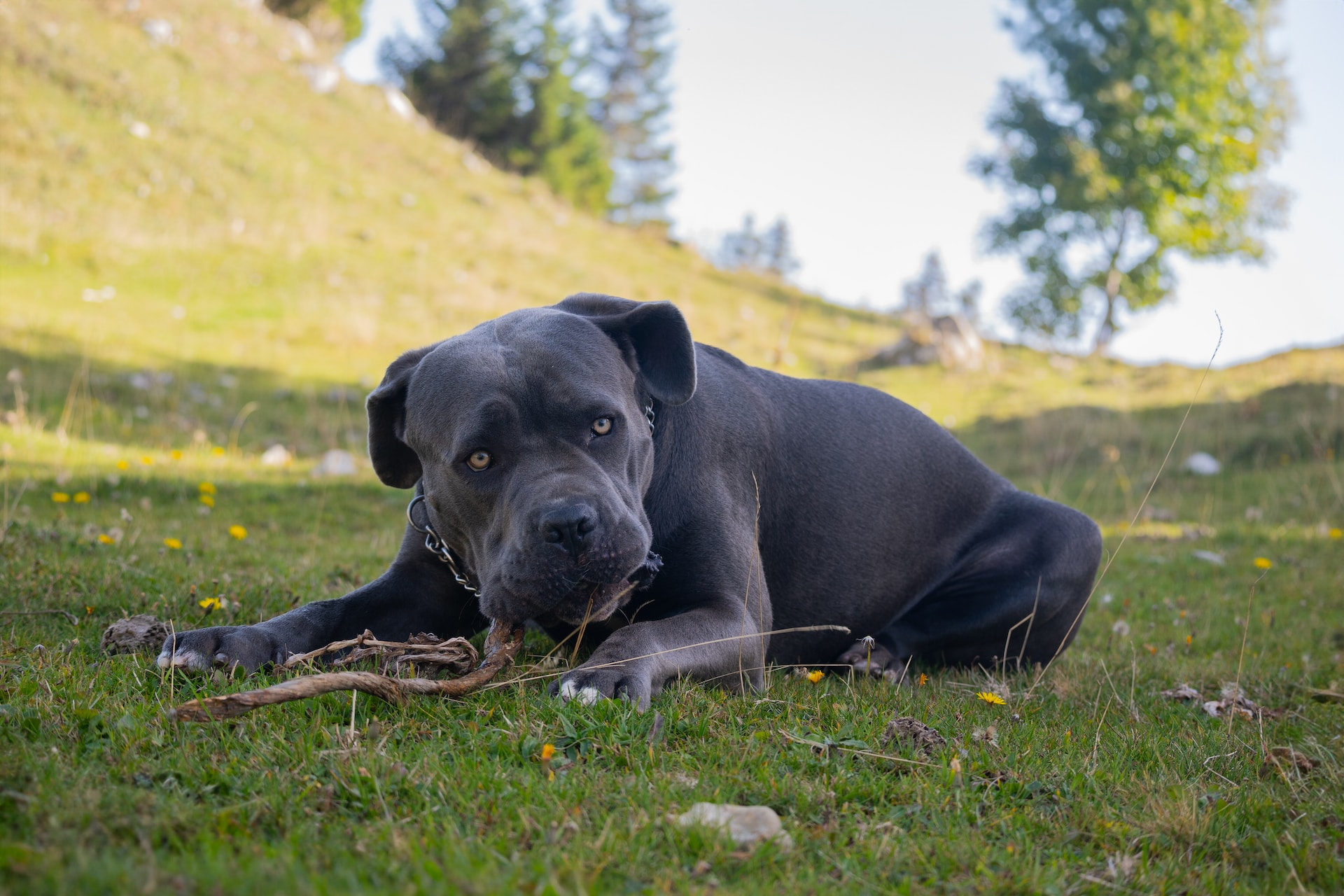 Cane Corso puppies