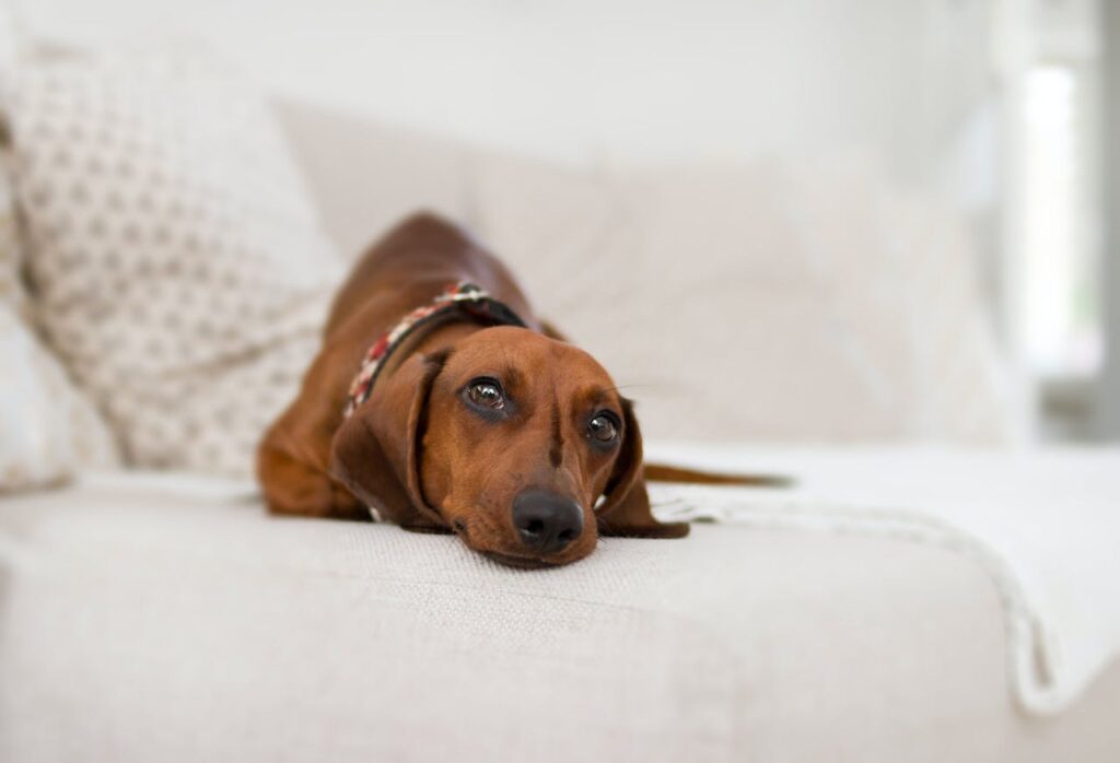 Dachshund Puppies