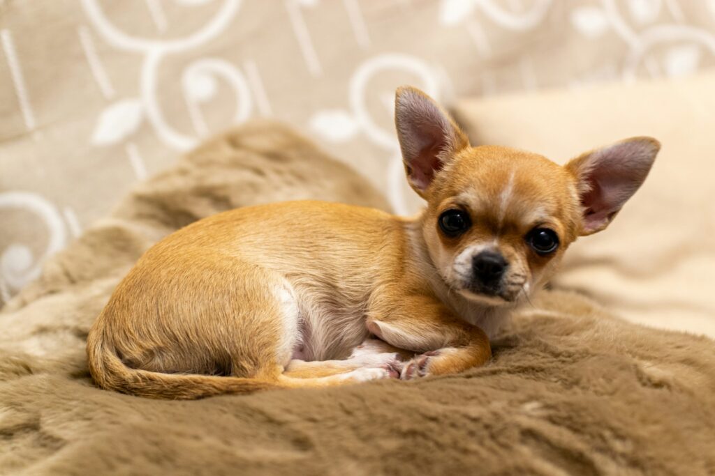 Discover the world of Chihuahua puppies