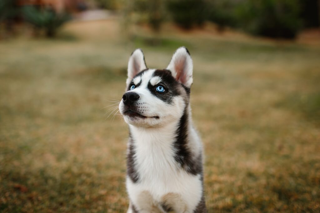 Dive into the world of husky puppies with our guide