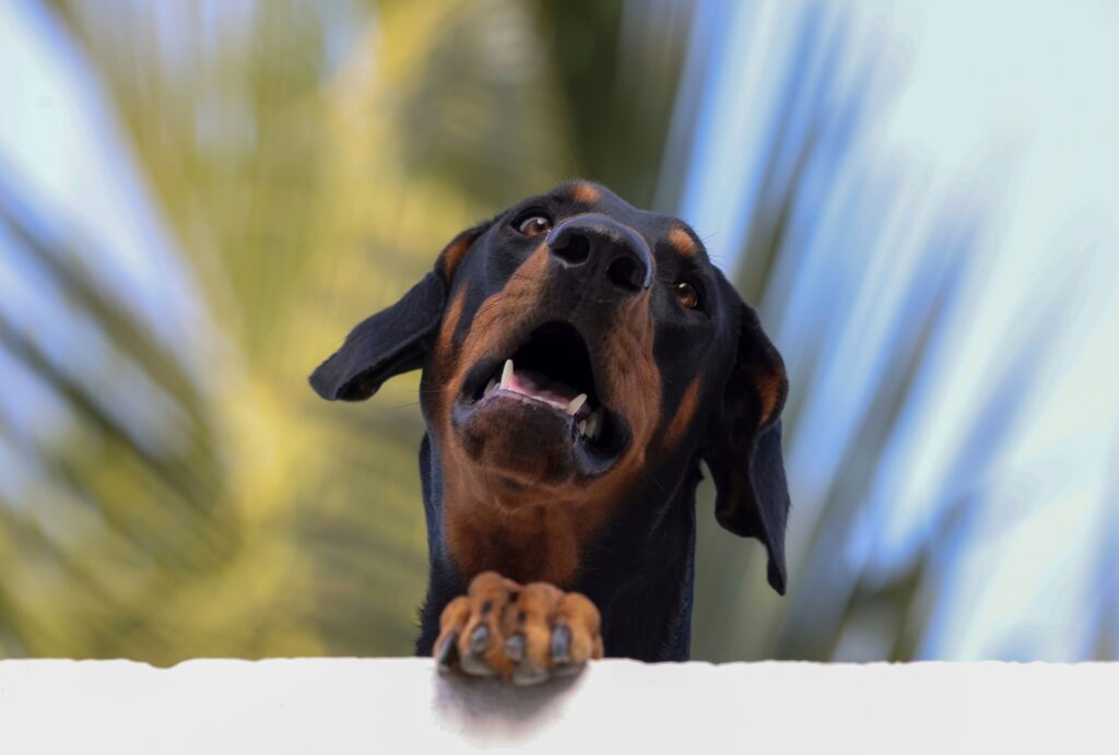 Doberman Puppies